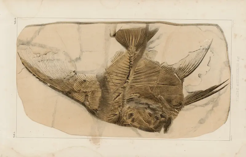 Recherches sur les poissons fossiles Pl.392 av Louis Agassiz