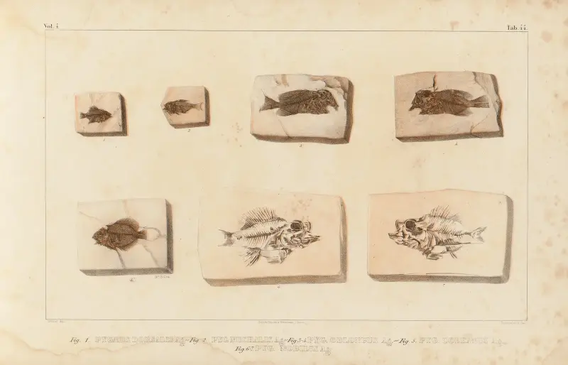 Recherches sur les poissons fossiles Pl.396 av Louis Agassiz