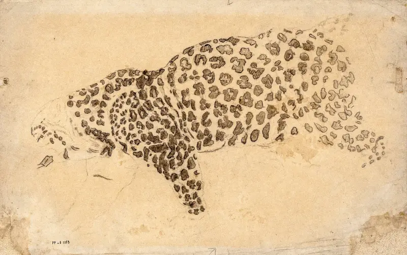 Studie leoparda, Antoine-Louis Barye