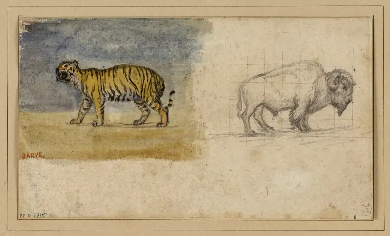 Etude d’un tigre et d’un bison av Antoine-Louis Barye