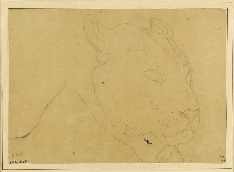 Tête de tigre av Antoine-Louis Barye