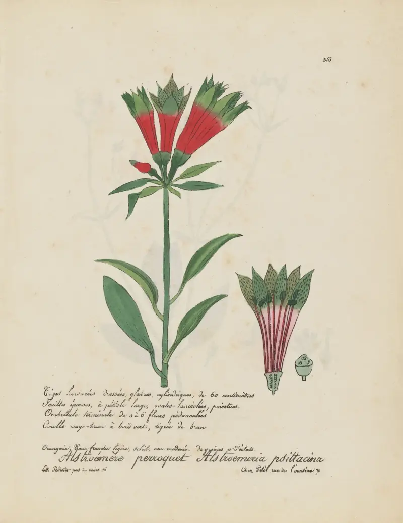 Alstroemeria psittacina av Jean Baptiste Louis Letellier