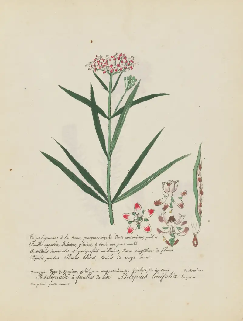 Asclepias linifolia av Jean Baptiste Louis Letellier