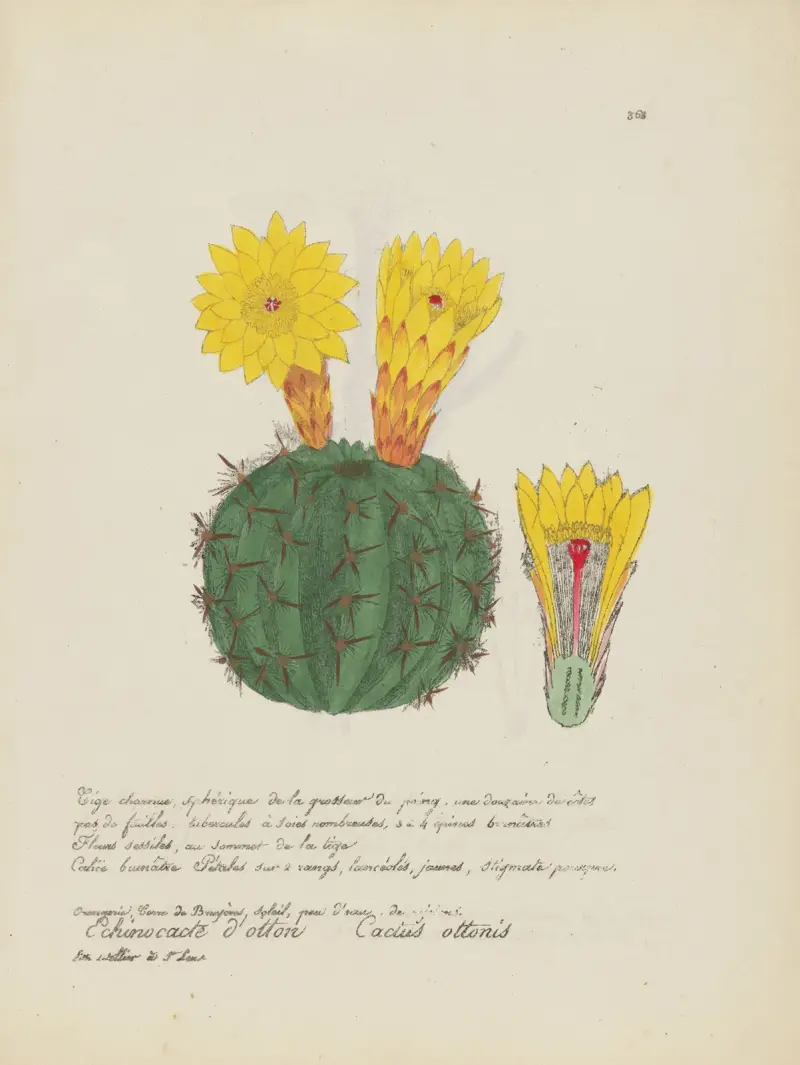 Cactus ottonis, Jean Baptiste Louis Letellier