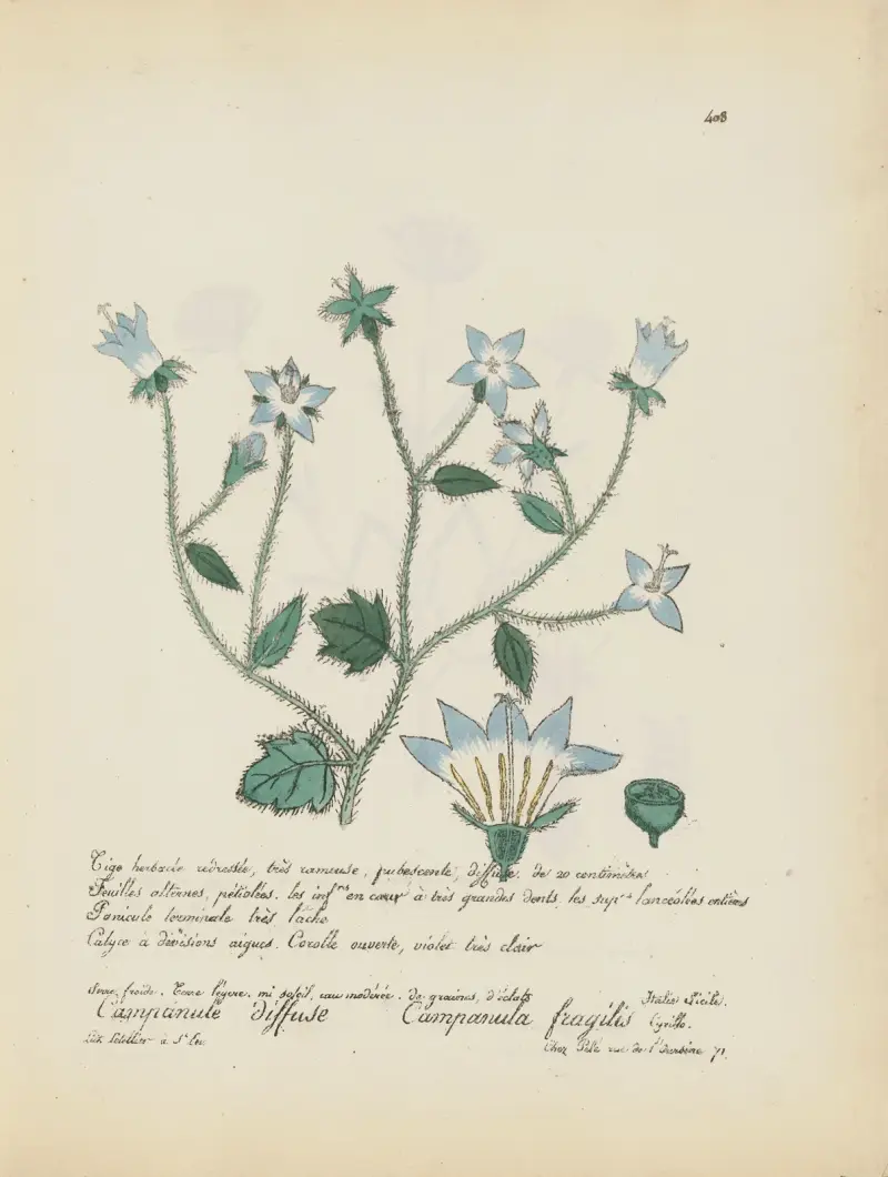 Campanula fragilis av Jean Baptiste Louis Letellier