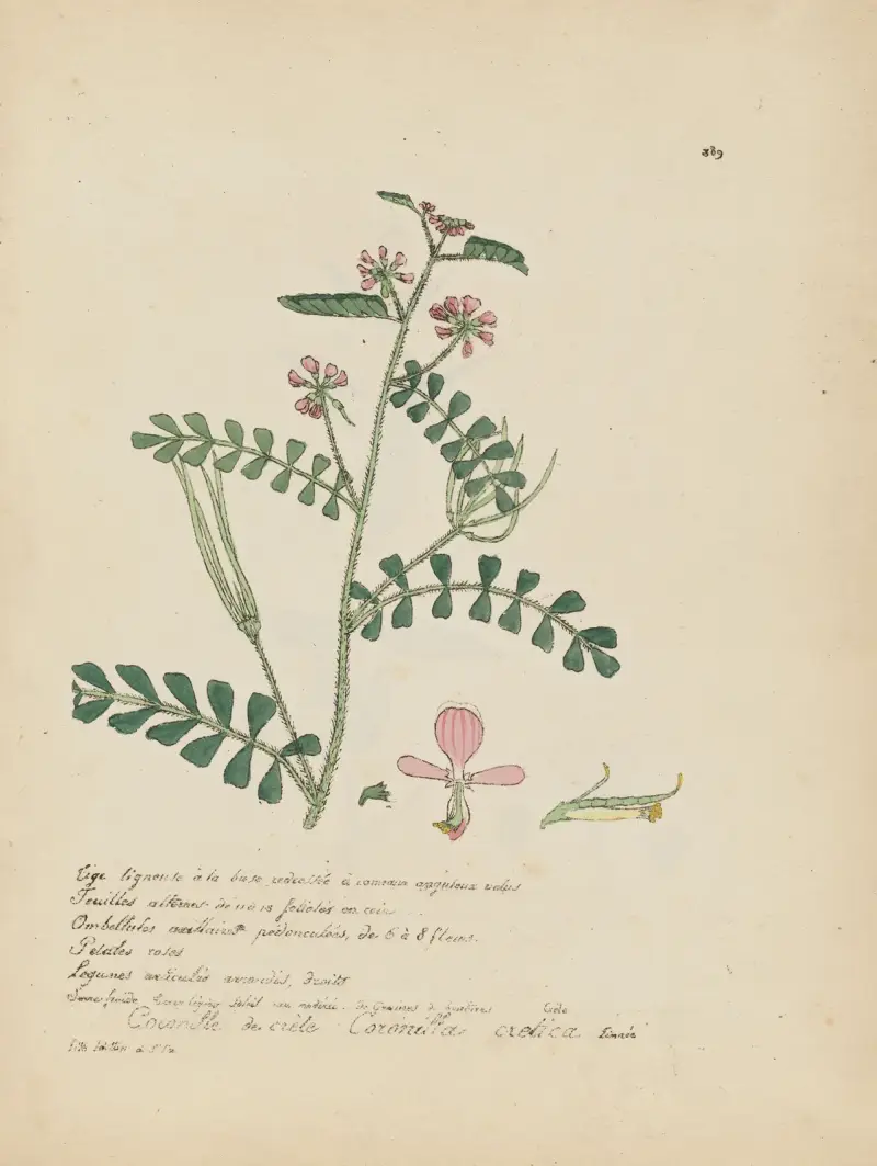Coronilla cretica av Jean Baptiste Louis Letellier