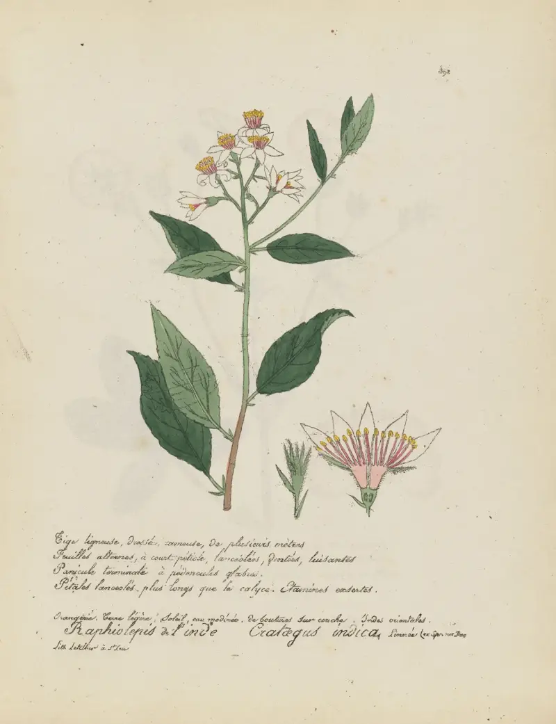 Crataegus indica av Jean Baptiste Louis Letellier
