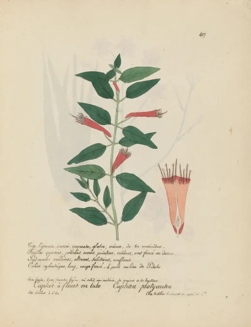 Cuphaea platycentra av Jean Baptiste Louis Letellier