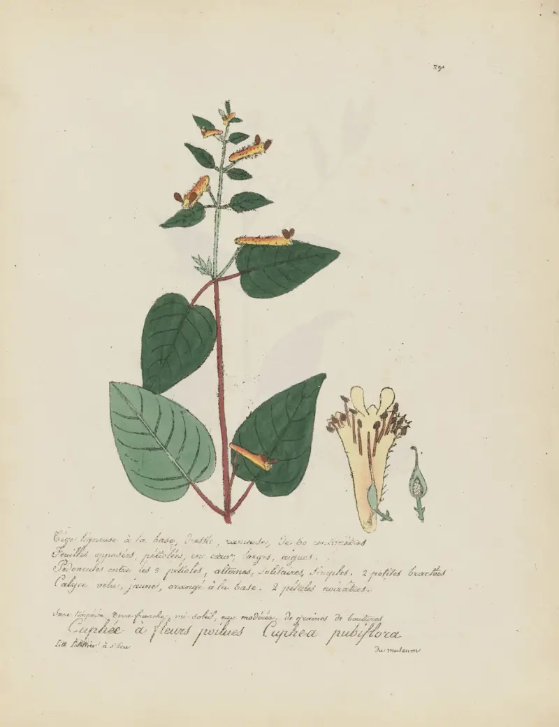 Cuphea pubiflora von Jean Baptiste Louis Letellier