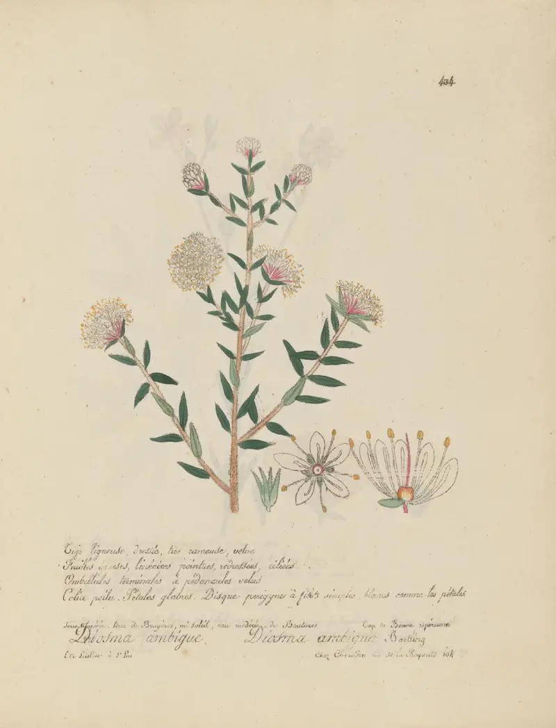 Diosma ambigua av Jean Baptiste Louis Letellier