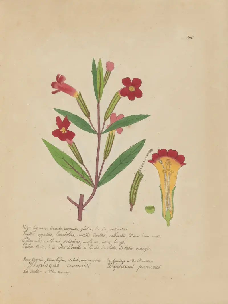 Diplacus puniceus av Jean Baptiste Louis Letellier