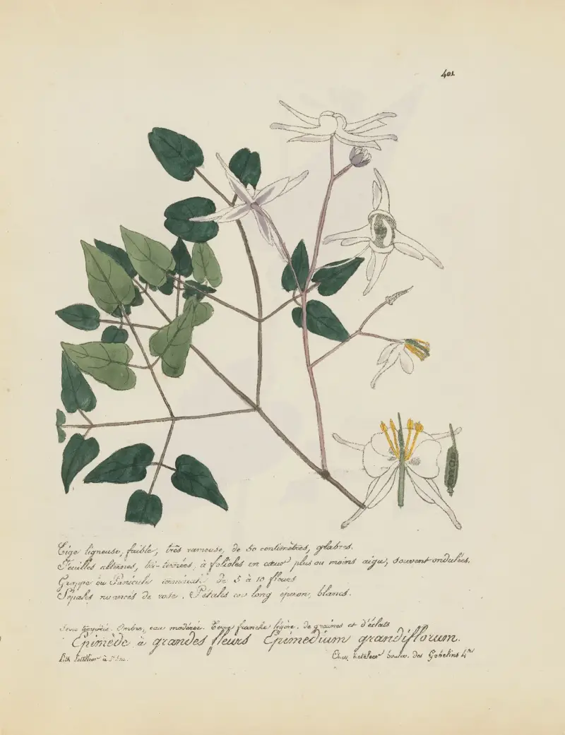 Epimedium grandiflorum av Jean Baptiste Louis Letellier