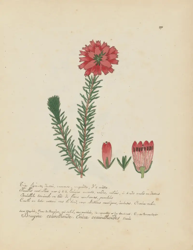 Erica cerinthoïdes av Jean Baptiste Louis Letellier