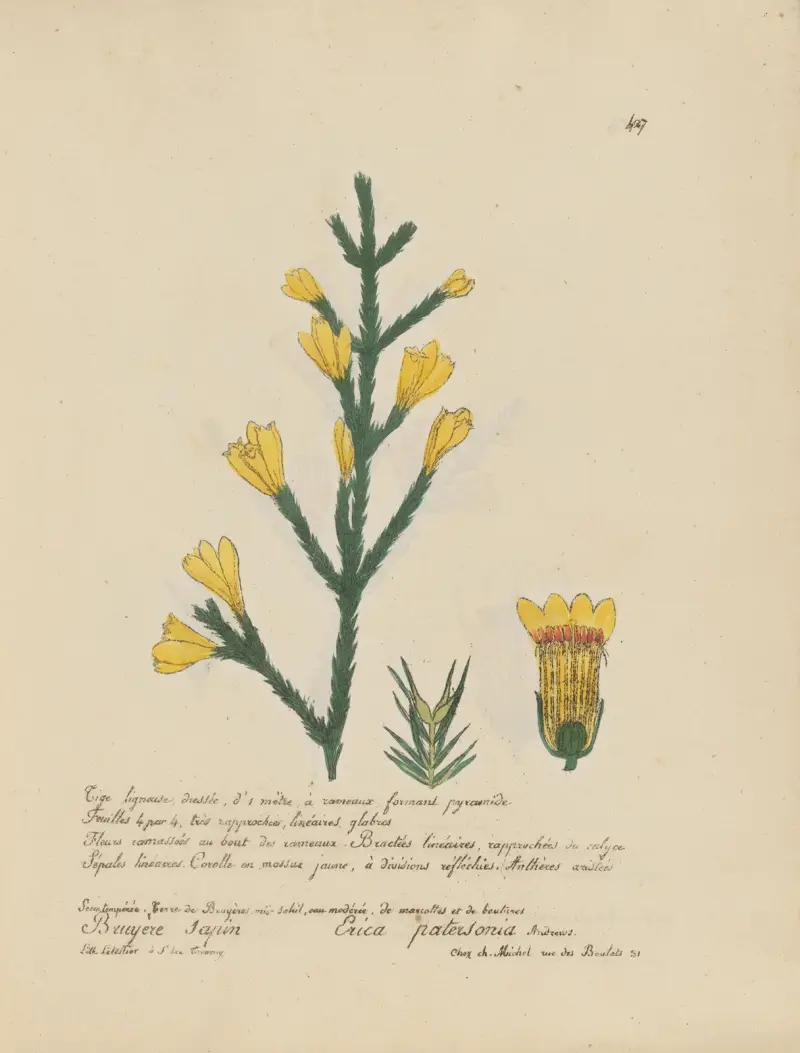 Erica patersonia av Jean Baptiste Louis Letellier