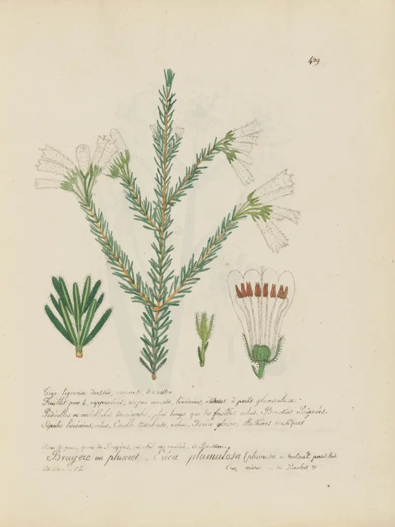Erica plumulosa av Jean Baptiste Louis Letellier