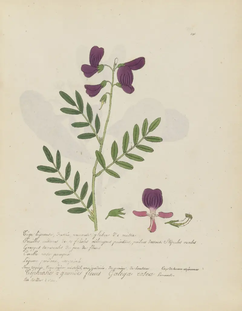 Galega rosea av Jean Baptiste Louis Letellier