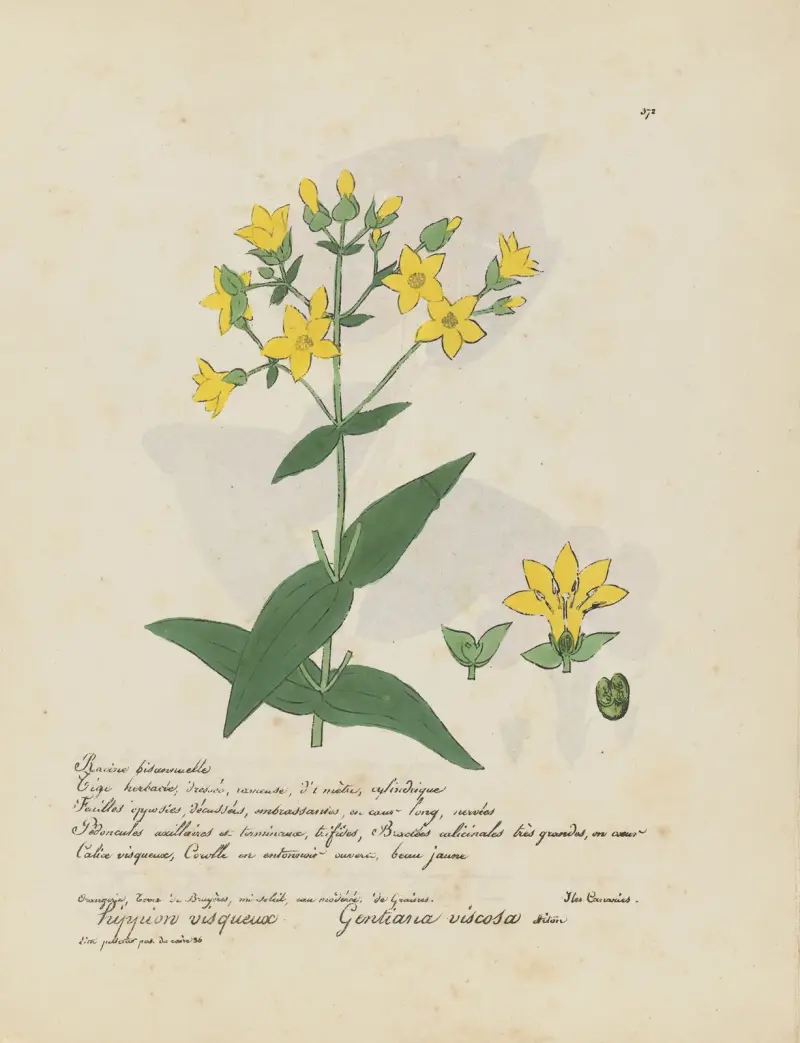 Gentiana viscosa av Jean Baptiste Louis Letellier