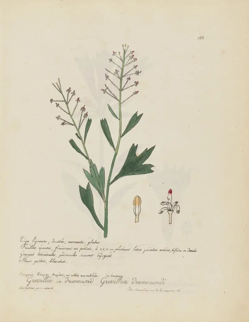 Grevillea drummondi av Jean Baptiste Louis Letellier