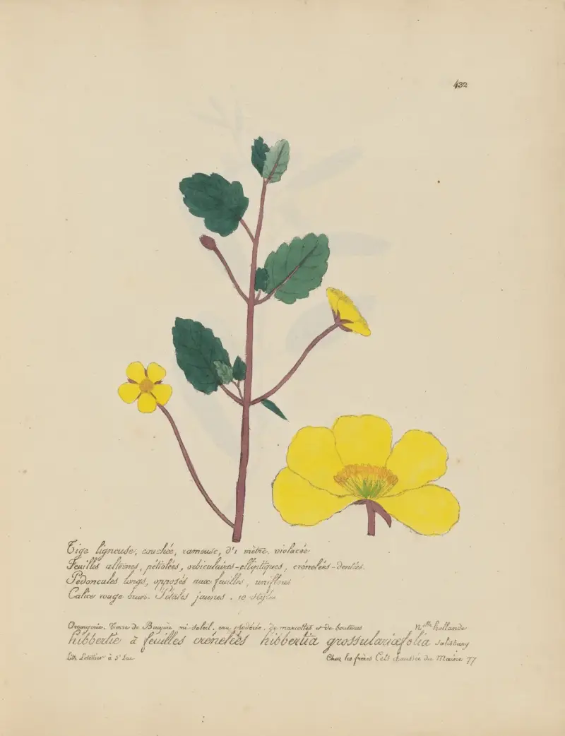 Hibbertia grossulariaefolia av Jean Baptiste Louis Letellier
