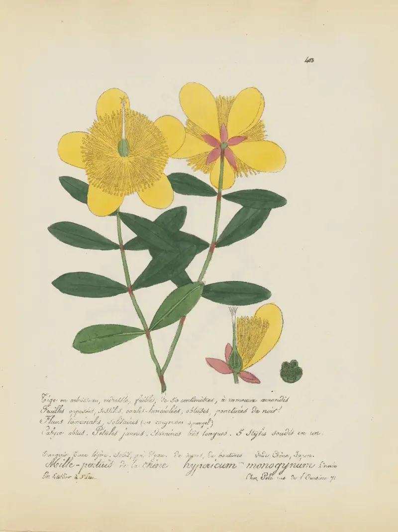 Hypericum monogynum, Jean Baptiste Louis Letellier