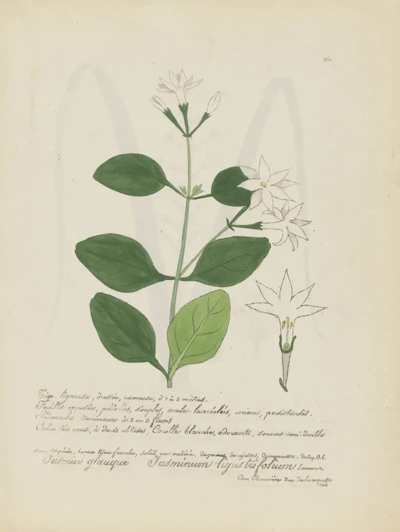 Jasminum ligustrifolium av Jean Baptiste Louis Letellier