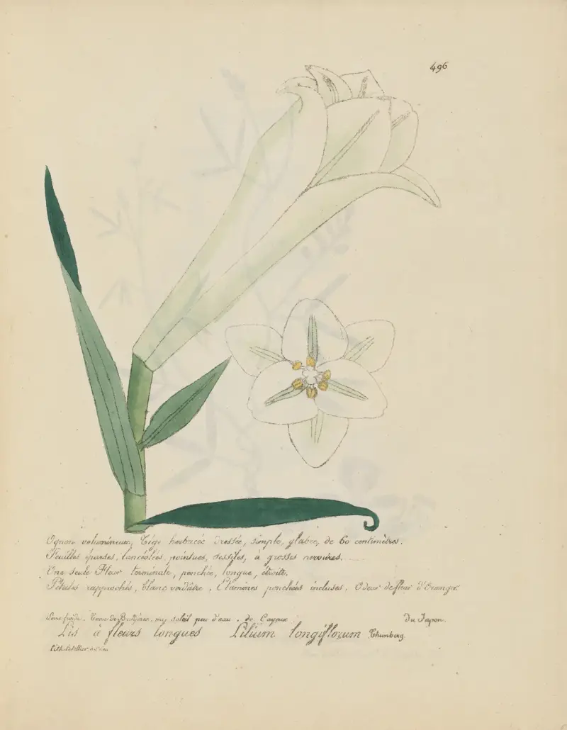 Lilium longiflorum av Jean Baptiste Louis Letellier