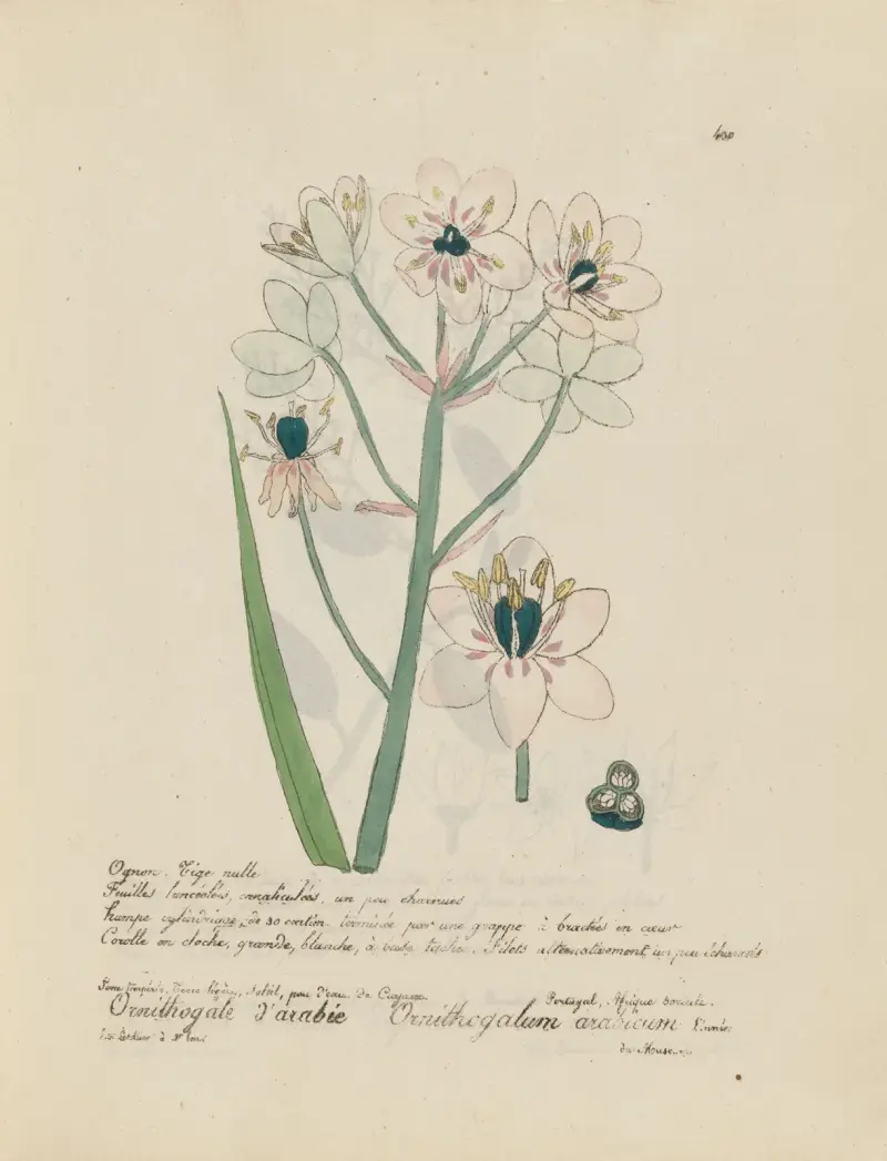 Ornithogalum arabicum av Jean Baptiste Louis Letellier