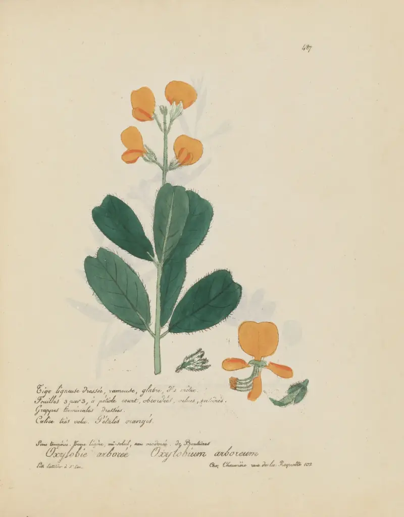Oxylobium arboreum av Jean Baptiste Louis Letellier