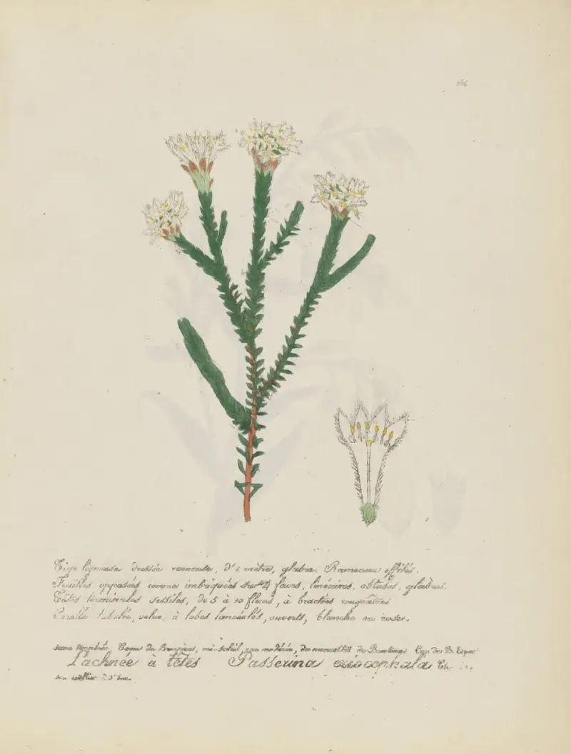 Passerina eriocephala av Jean Baptiste Louis Letellier