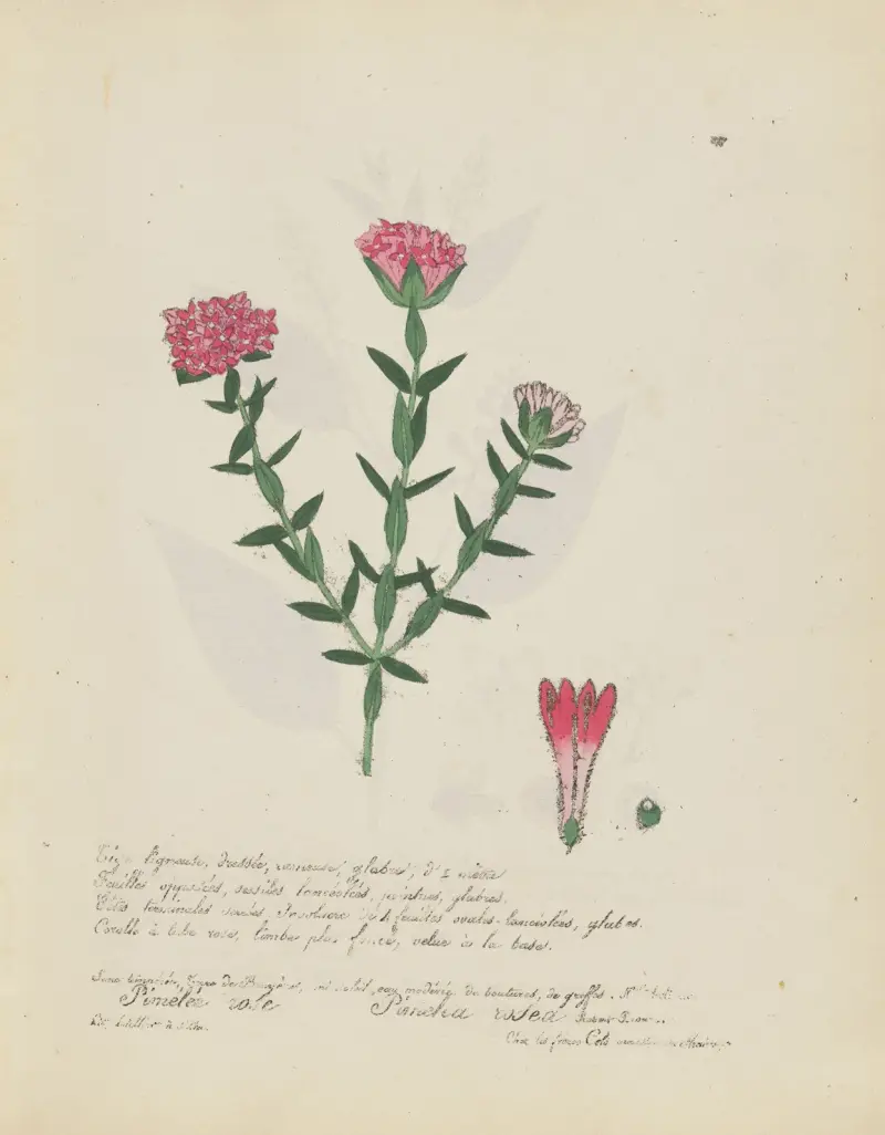 Pimelea rosea av Jean Baptiste Louis Letellier