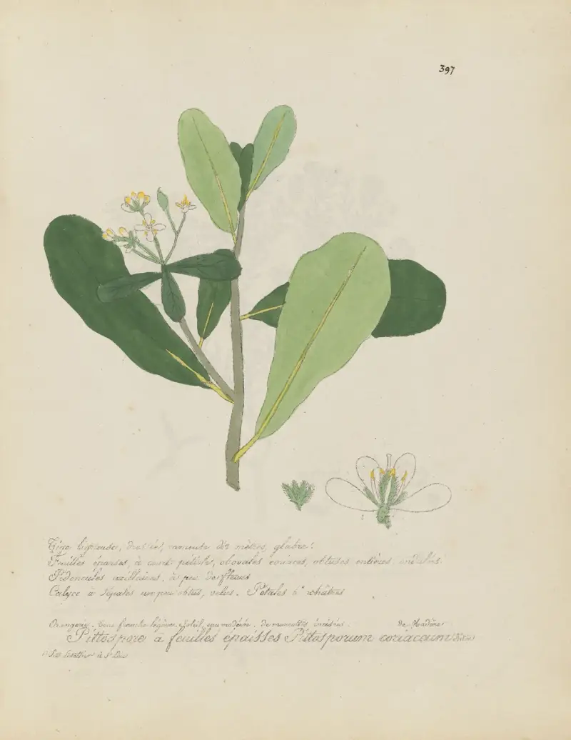 Pittosporum coriaceum von Jean Baptiste Louis Letellier