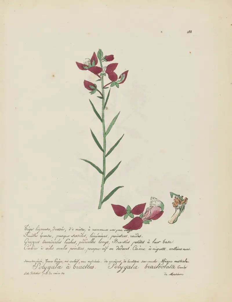 Polygala bracteolata von Jean Baptiste Louis Letellier