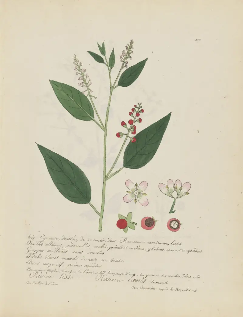 Rivina laevis von Jean Baptiste Louis Letellier