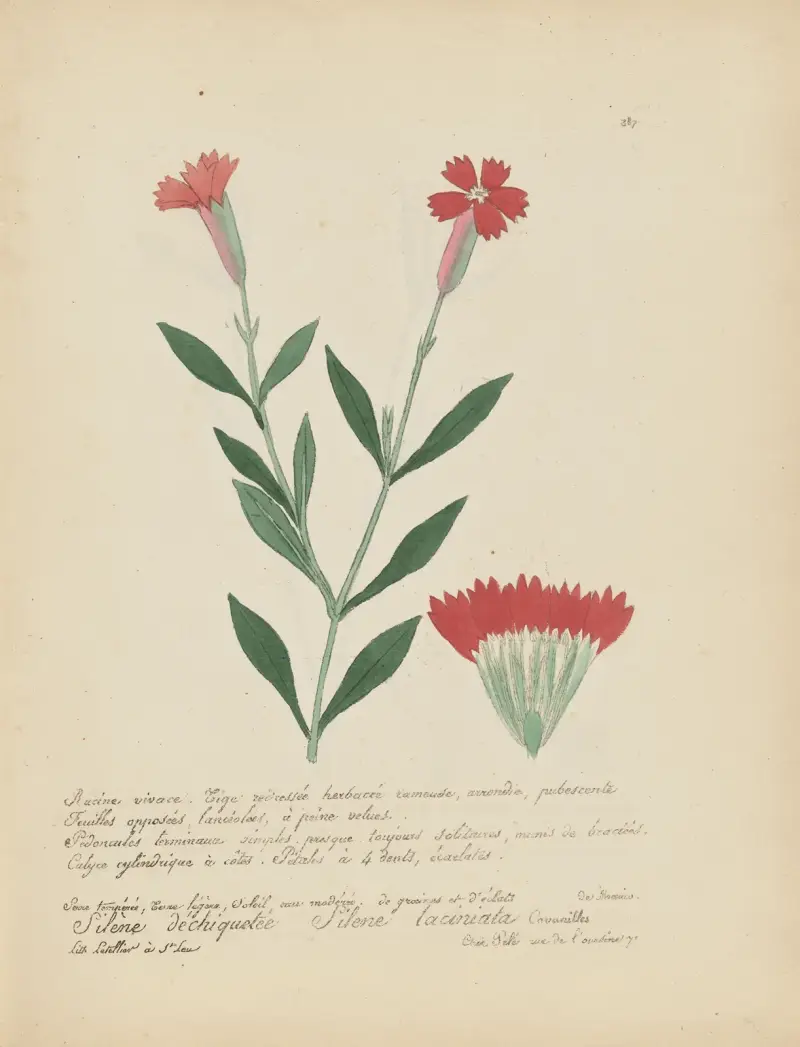 Silene laciniata von Jean Baptiste Louis Letellier