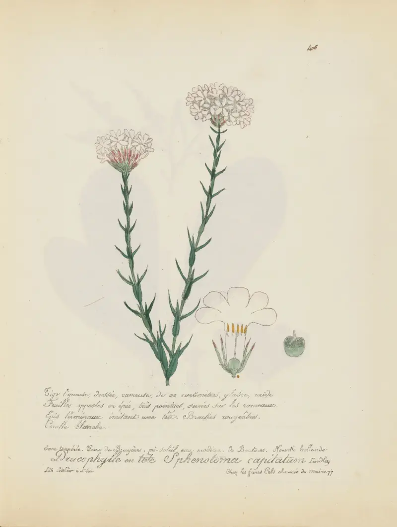 Sphenotoma capitatum av Jean Baptiste Louis Letellier