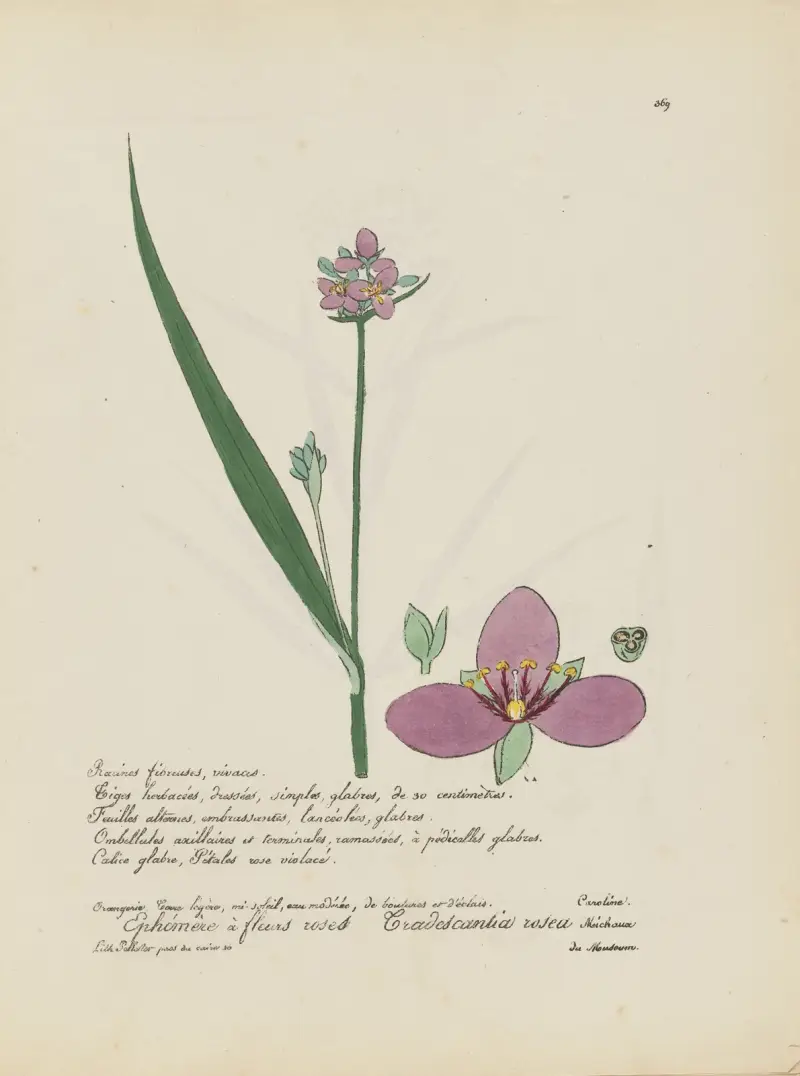 Tradescantia rosea av Jean Baptiste Louis Letellier