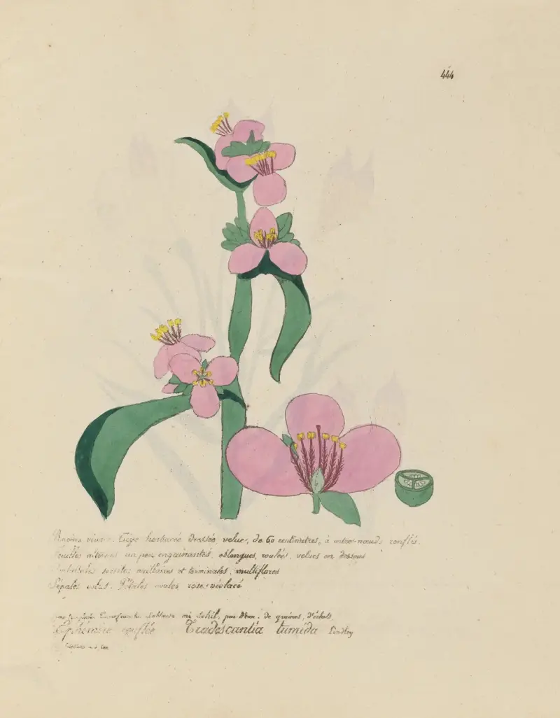 Tradescantia tumida av Jean Baptiste Louis Letellier