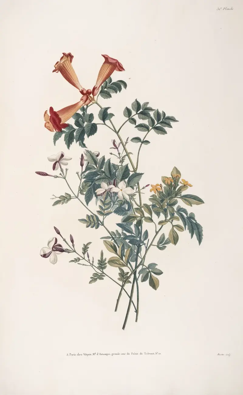 Bukett med spansk jasmin, gullregn och tékorna (jasmin från Virginia) av Jean Louis Prévost