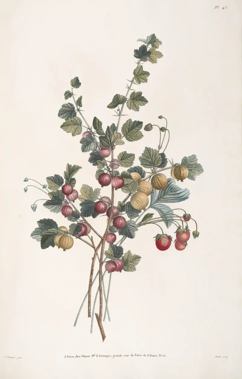 Etude de Groseiller épineux, et Fraise-Bigareau, ou Fausse Ananas av Jean Louis Prévost