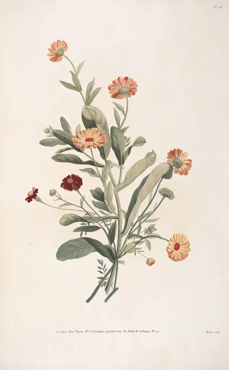 Studie av ringblomma och sammetsblomma av Jean Louis Prévost