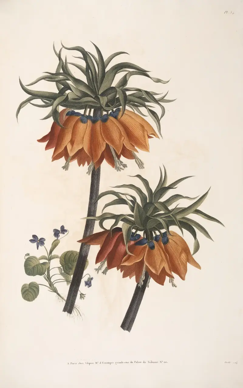 Studie von Königskerze und Veilchen von Jean Louis Prévost