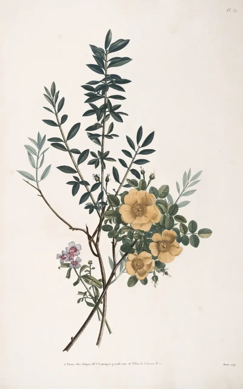 Studie av Olivier, gul ros och Mahonille eller Giroflée de Mahon av Jean Louis Prévost
