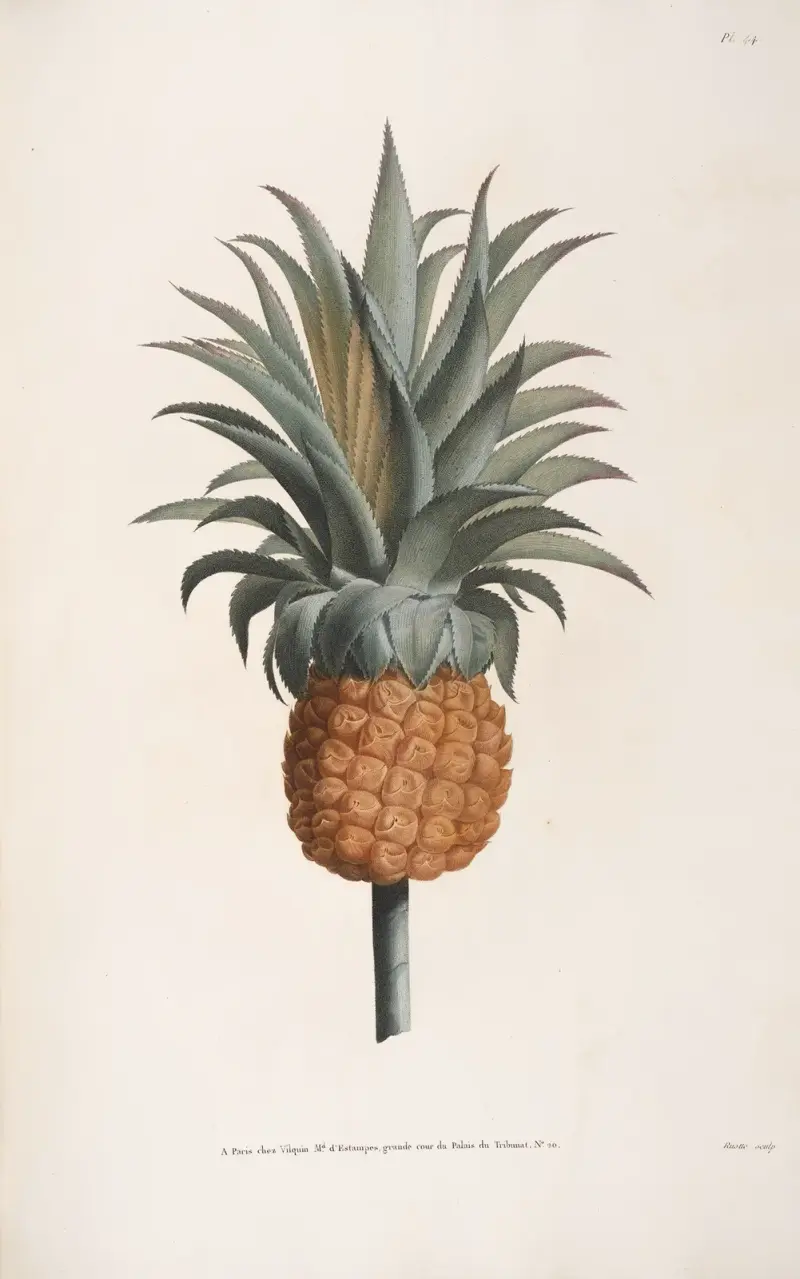 Studie av en ananas av Jean Louis Prévost