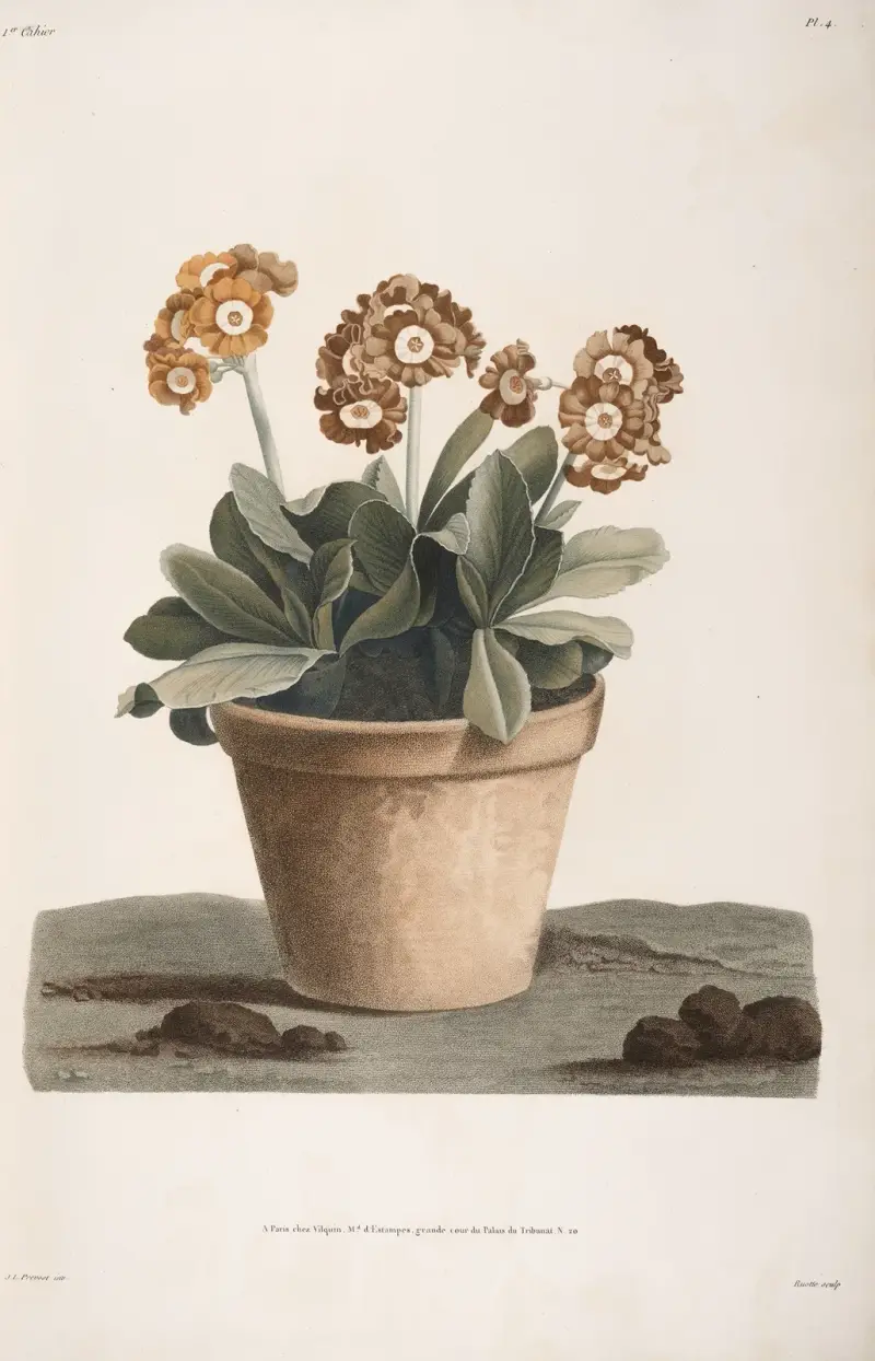 Etude d’une Auricule en pot av Jean Louis Prévost