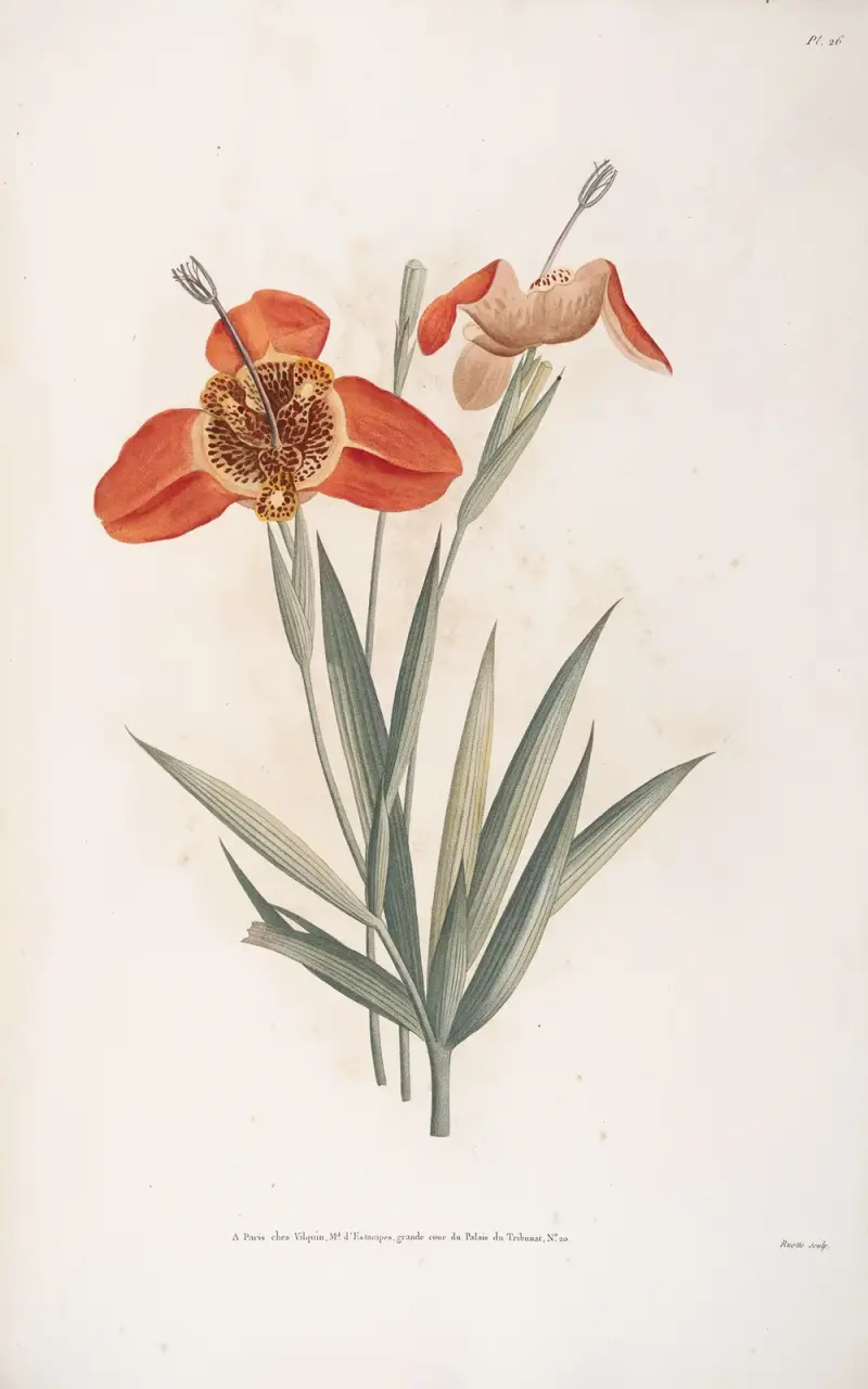Fleur de Tigrine, Jean Louis Prévost