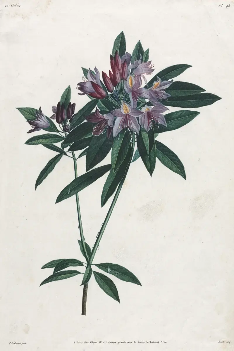 Pontická azalka, Jean Louis Prévost