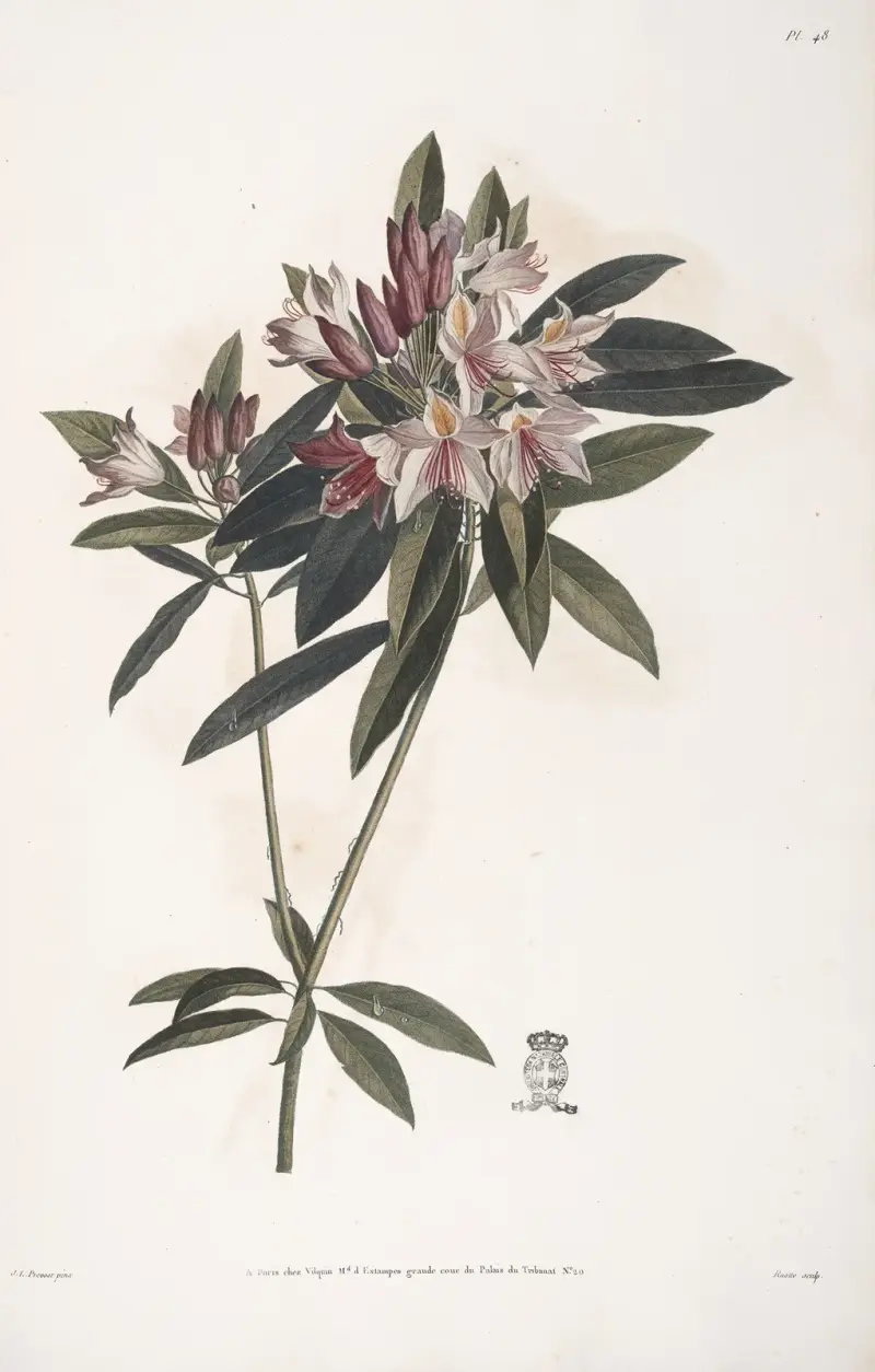 Rameau de Rosage du Levant, ou Rhododendron ponticum av Jean Louis Prévost