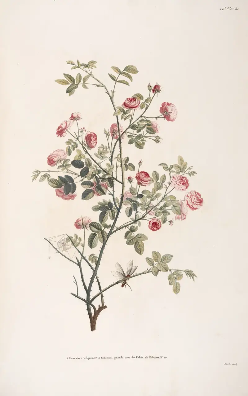 Rosenkvist av Jean Louis Prévost