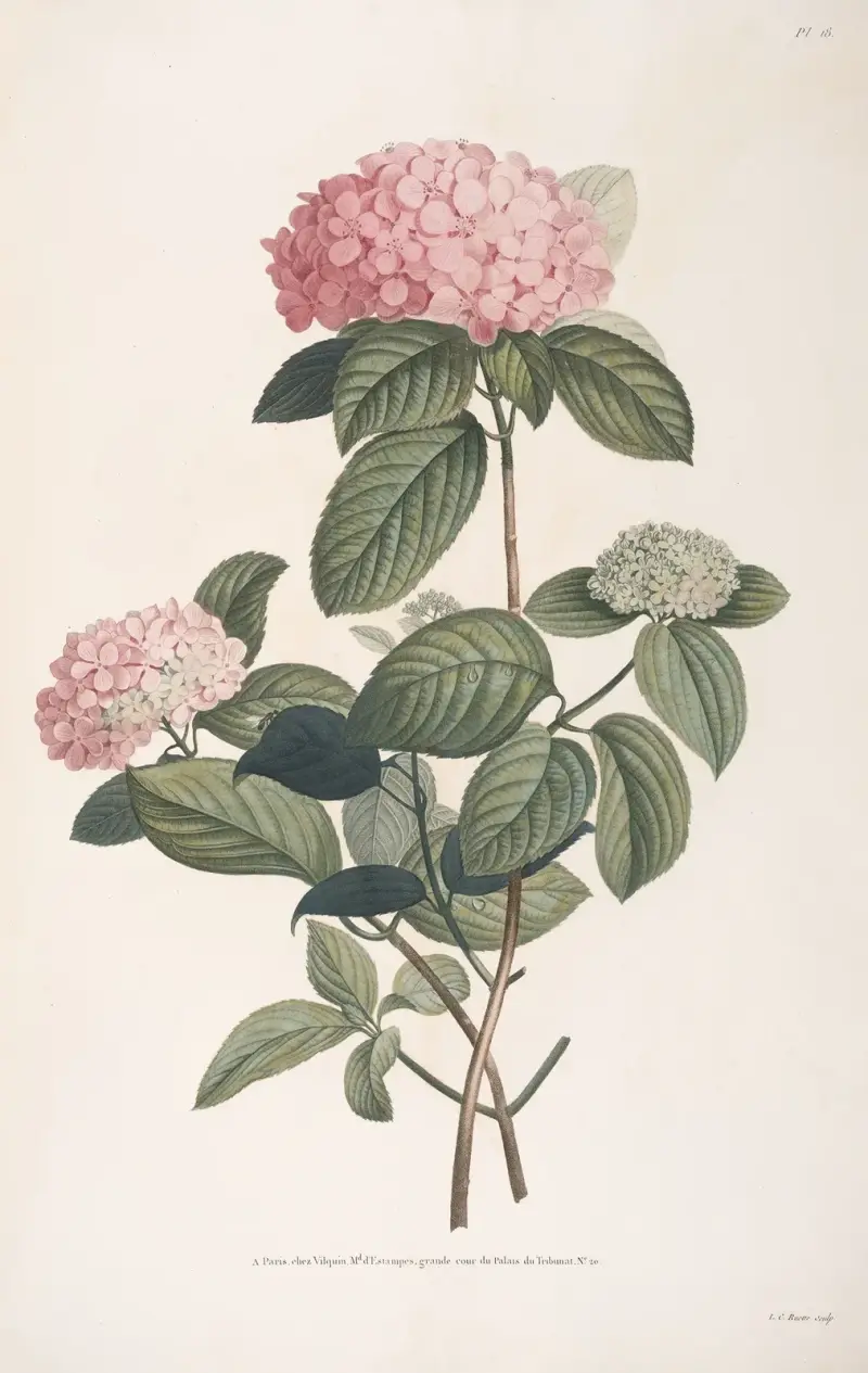 Hortensienzweig von Jean Louis Prévost
