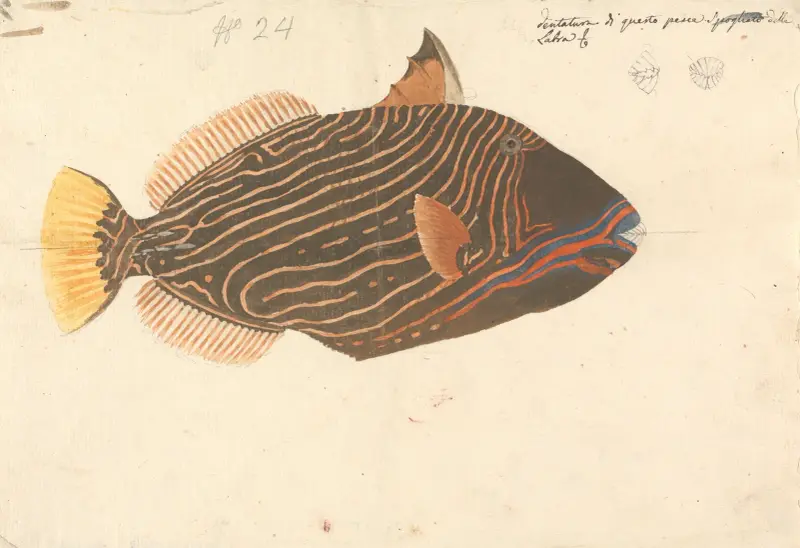 Ryba – č. 2, Luigi Balugani